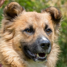 ALEN, Hund, Mischlingshund in Kroatien - Bild 6