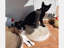 FREDDY, Katze, Europäisch Kurzhaar in Spanien - Bild 2