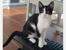 FREDDY, Katze, Europäisch Kurzhaar in Spanien - Bild 3