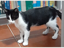 FREDDY, Katze, Europäisch Kurzhaar in Spanien - Bild 4