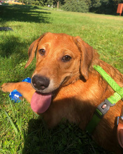 DALIBOR, Hund, Mischlingshund in Kroatien - Bild 10