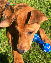 DALIBOR, Hund, Mischlingshund in Kroatien - Bild 12