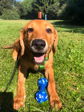 DALIBOR, Hund, Mischlingshund in Kroatien - Bild 14