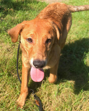 DALIBOR, Hund, Mischlingshund in Kroatien - Bild 15