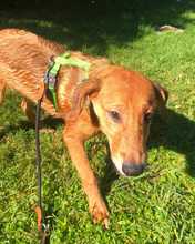 DALIBOR, Hund, Mischlingshund in Kroatien - Bild 16