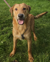 DALIBOR, Hund, Mischlingshund in Kroatien - Bild 2