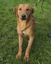 DALIBOR, Hund, Mischlingshund in Kroatien - Bild 4