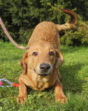 DALIBOR, Hund, Mischlingshund in Kroatien - Bild 5