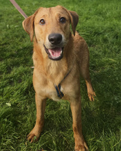 DALIBOR, Hund, Mischlingshund in Kroatien - Bild 7