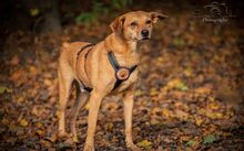 LULU, Hund, Mischlingshund in Weilerbach