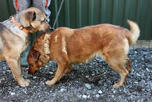 PICURI2, Hund, Mischlingshund in Ungarn - Bild 4