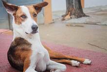 FOXY, Hund, Mischlingshund in Spanien - Bild 1