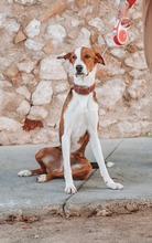 FOXY, Hund, Mischlingshund in Spanien - Bild 8