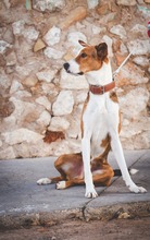 FOXY, Hund, Mischlingshund in Spanien - Bild 9