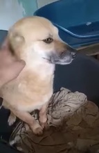 STROLCH, Hund, Mischlingshund in Rumänien - Bild 3