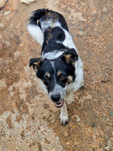 ELMA, Hund, Mischlingshund in Bulgarien - Bild 1