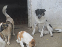 ELMA, Hund, Mischlingshund in Bulgarien - Bild 10