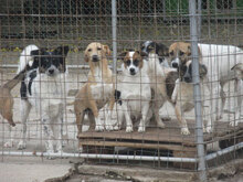 ELMA, Hund, Mischlingshund in Bulgarien - Bild 14