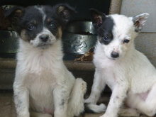 ELMA, Hund, Mischlingshund in Bulgarien - Bild 18