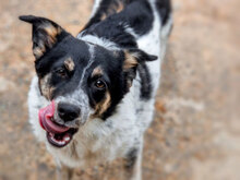 ELMA, Hund, Mischlingshund in Bulgarien - Bild 2