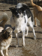 ELMA, Hund, Mischlingshund in Bulgarien - Bild 3