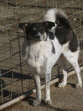 ELMA, Hund, Mischlingshund in Bulgarien - Bild 4