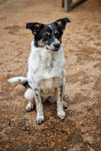 ELMA, Hund, Mischlingshund in Bulgarien - Bild 8