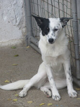 ESTREA, Hund, Mischlingshund in Bulgarien - Bild 1