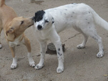 ESTREA, Hund, Mischlingshund in Bulgarien - Bild 10