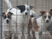 ESTREA, Hund, Mischlingshund in Bulgarien - Bild 12