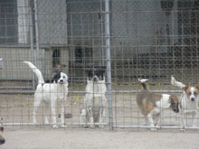 ESTREA, Hund, Mischlingshund in Bulgarien - Bild 13