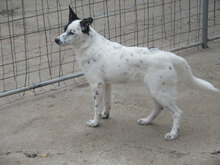 ESTREA, Hund, Mischlingshund in Bulgarien - Bild 3