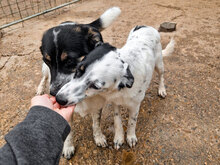 ESTREA, Hund, Mischlingshund in Bulgarien - Bild 4