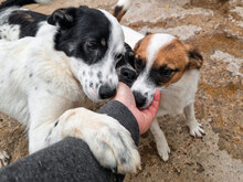 ESTREA, Hund, Mischlingshund in Bulgarien - Bild 5