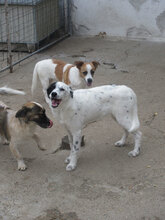 ESTREA, Hund, Mischlingshund in Bulgarien - Bild 9