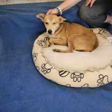 NICO, Hund, Mischlingshund in Singhofen - Bild 7