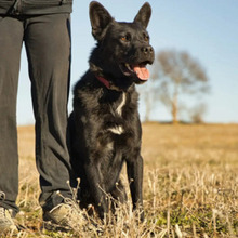 SOMBRA, Hund, Mischlingshund in Spanien - Bild 3