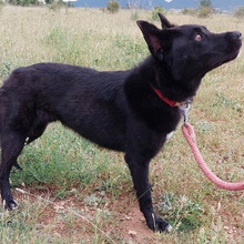 SOMBRA, Hund, Mischlingshund in Spanien - Bild 4