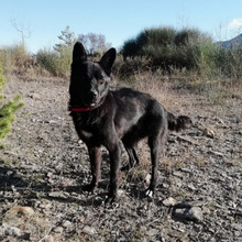 SOMBRA, Hund, Mischlingshund in Spanien - Bild 5
