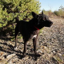 SOMBRA, Hund, Mischlingshund in Spanien - Bild 6