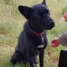 SOMBRA, Hund, Mischlingshund in Spanien - Bild 7