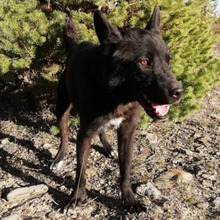 SOMBRA, Hund, Mischlingshund in Spanien - Bild 8