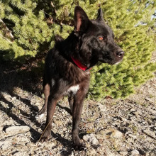 SOMBRA, Hund, Mischlingshund in Spanien - Bild 9