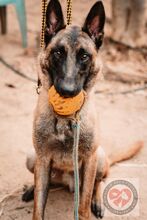 FINN, Hund, Malinois in Spanien - Bild 6