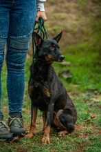 HAITI, Hund, Mischlingshund in Ungarn - Bild 10