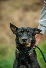 HAITI, Hund, Mischlingshund in Ungarn - Bild 2