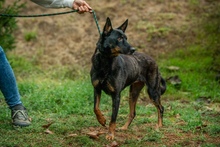 HAITI, Hund, Mischlingshund in Ungarn - Bild 4