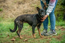 HAITI, Hund, Mischlingshund in Ungarn - Bild 5