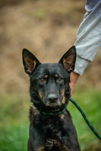 HAITI, Hund, Mischlingshund in Ungarn - Bild 6