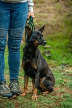 HAITI, Hund, Mischlingshund in Ungarn - Bild 7